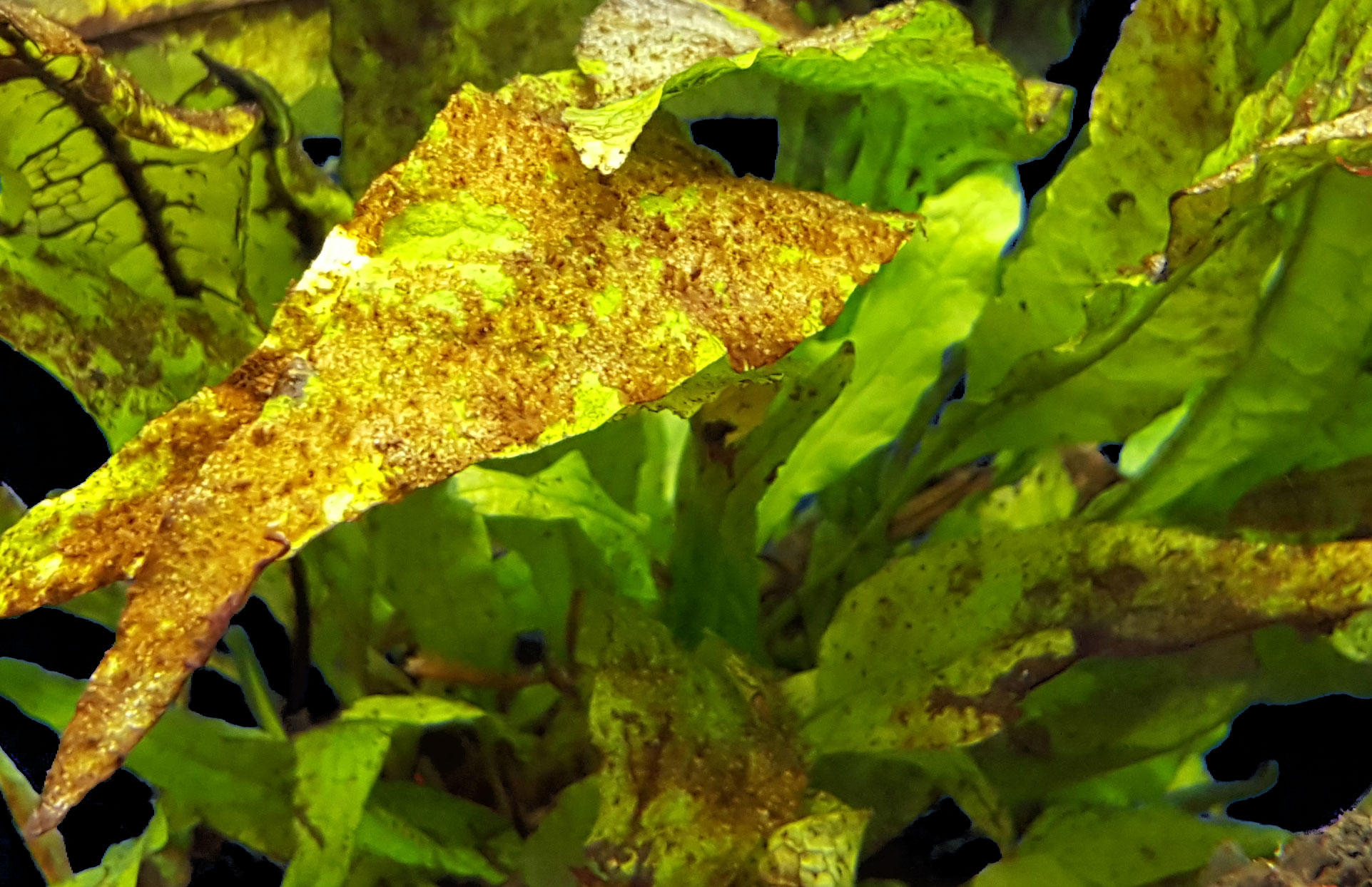 Braunalgen im Aquarium bekämpfen