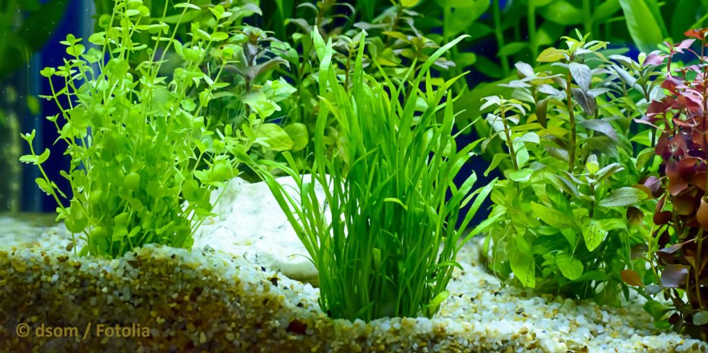 Ratgeber Aquarium: Boden reinigen | Aquarienpflanzenshop.de