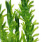 Egeria densa Elodea Wasserpest Bund mit 6-8 Kopfstecklingen