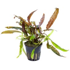 Usteris Wasserkelch - Cryptocoryne usteriana