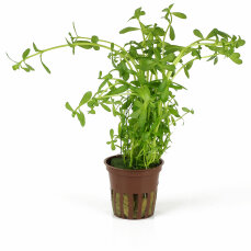 AQUAPLANET - Linderia rotundifolia (Rundblättriges Büchsenkraut