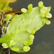 schwimmender Hornfarn Ceratopteris pteriodoides,...