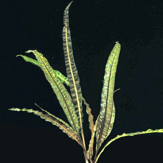 Cryptocoryne crispatula var. balansae, genoppter Wasserkelch