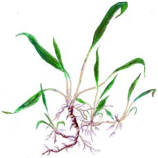 Zwergwasserkelch - Cryptocoryne parva