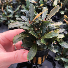 Bucephalandra spec. "Lamandau"