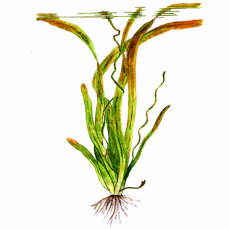 Riesenvallisnerie (Vallisneria americana) getopfte Pflanzen