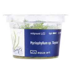 Myriophylum aquaticum Guyana in-vitro