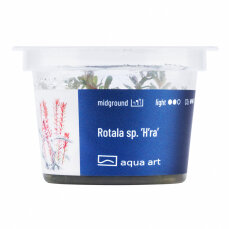 Rotala rotundifolia Hra In-vitro