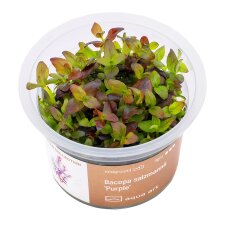 Bacopa salzmannii Purple - InVitro