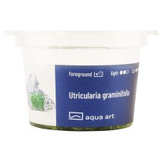 Utricularia graminifolia Meristemdose von Aqua Art