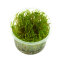 Creeping moss (Vesicularia sp.)