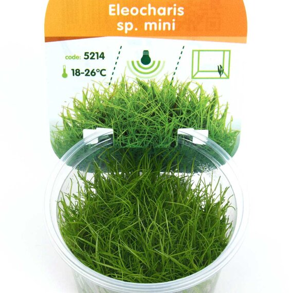 Eleocharis sp. mini