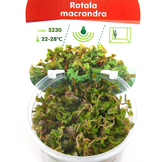 Rotala macrandra