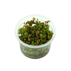 Rotala macrandra