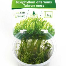 Taiwan moss (Taxiphyllum alternans)