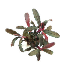 Bucephalandra sp. Red Scorpio