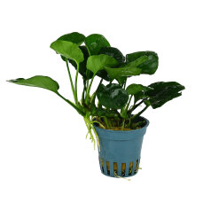 Anubias barteri ´Coin Leaf´