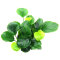 Anubias barteri ´Coin Leaf´