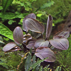 Lagenandra meeboldii Rot Dennerle