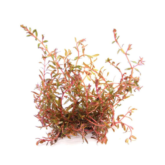 Rotala spec. ´H´Ra´