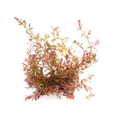 Rotala spec. ´H´Ra´