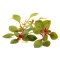 Ludwigia spec. Super Red