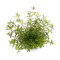 Rotala rotundifolia ´Laos´