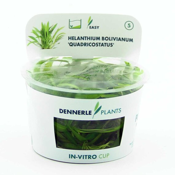 Helanthium boliv. ´Quadricostatus´ CUP Dennerle