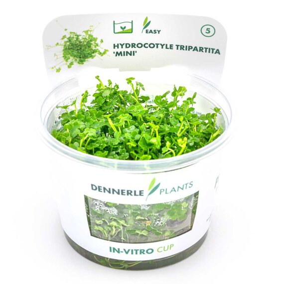 Hydrocotyle tripartita ´Mini´ - Mini-Kleeblatt CUP Dennerle