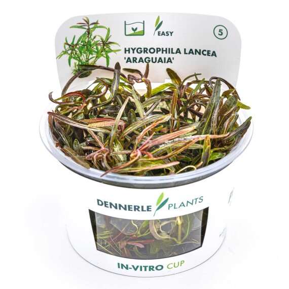 Hygrophila lancea Araguaia CUP Dennerle