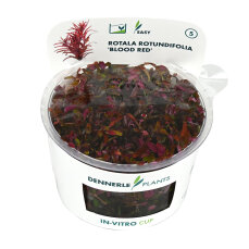 Rotala rotundifolia Blood Red Zuchtform CUP Dennerle