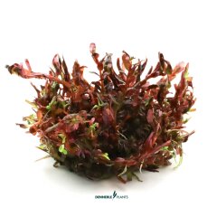 Rotala rotundifolia Blood Red Zuchtform CUP Dennerle