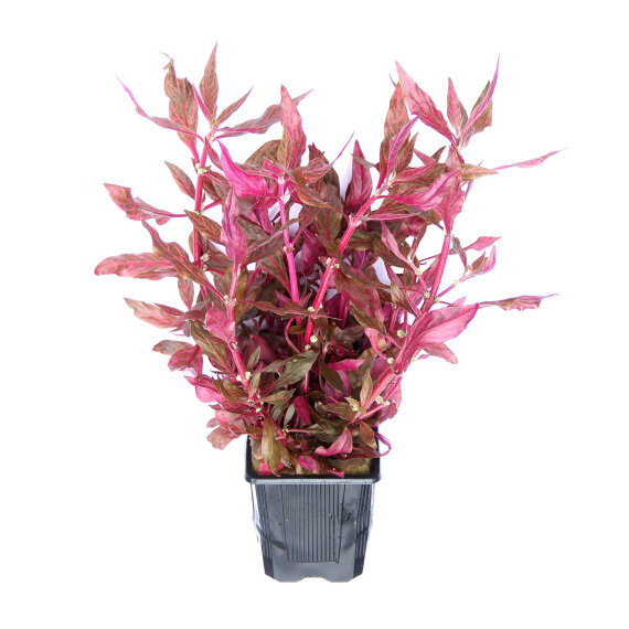 Alternanthera reineckii ´Red Ruby´ XXL