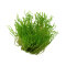 Taxiphyllum sp. Flame Moss InVitro Tropica