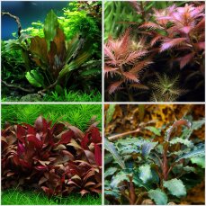 4 farbenfrohe InVitro Pflanzen von Tropica