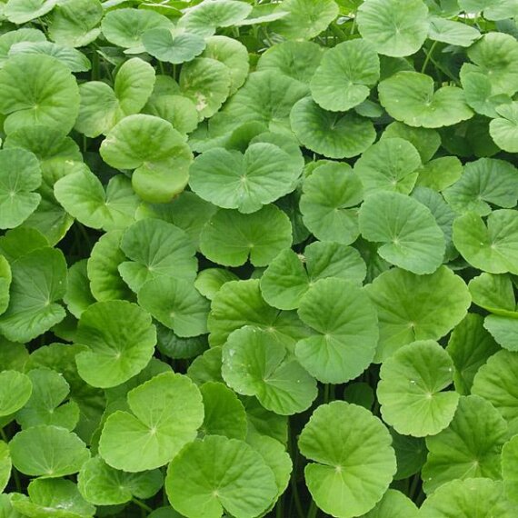 Hydrocotyle leucocephala - Brasilianischer Wassernabel